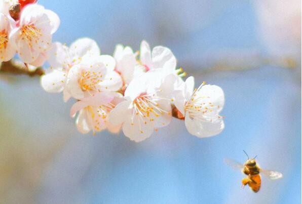 阳光鲜花唯美句子(关于花店的唯美句子)