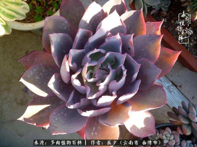 多肉美文美句唯美简短
