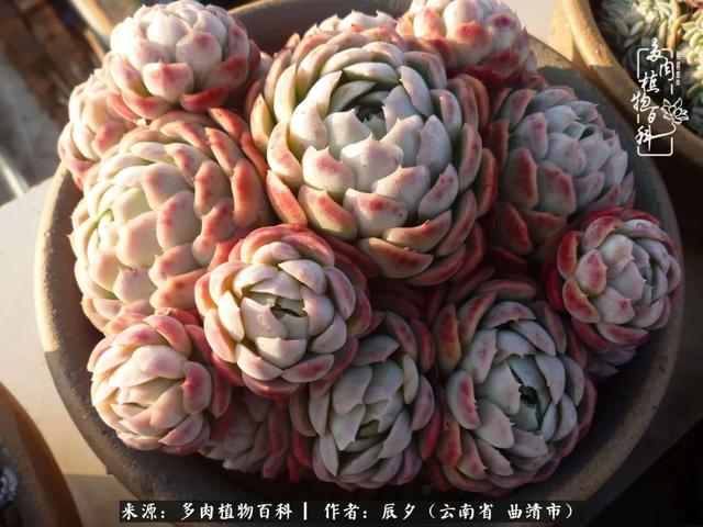多肉美文美句唯美简短