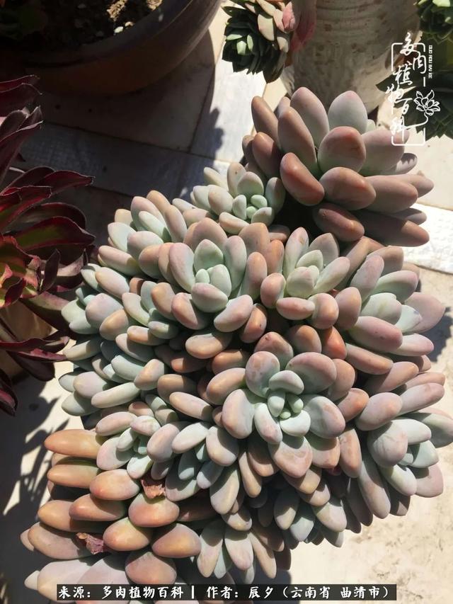 多肉美文美句唯美简短