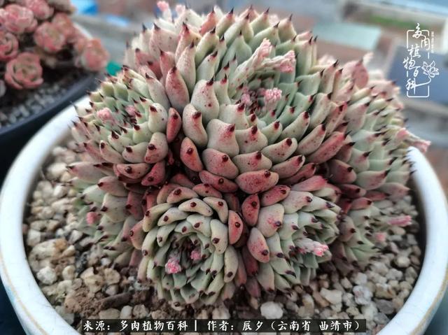 多肉美文美句唯美简短