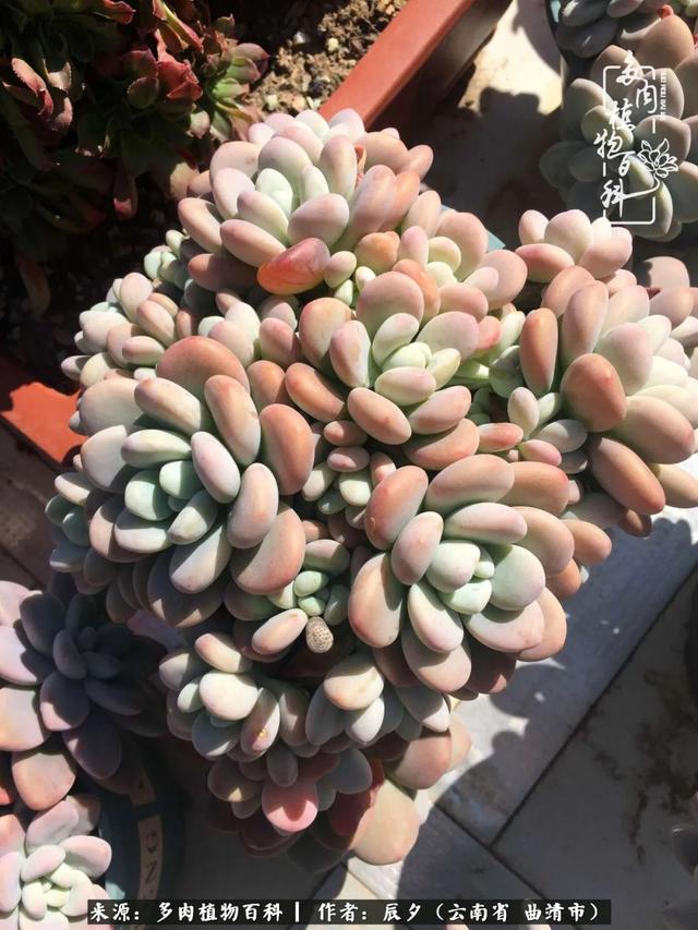 多肉美文美句唯美简短