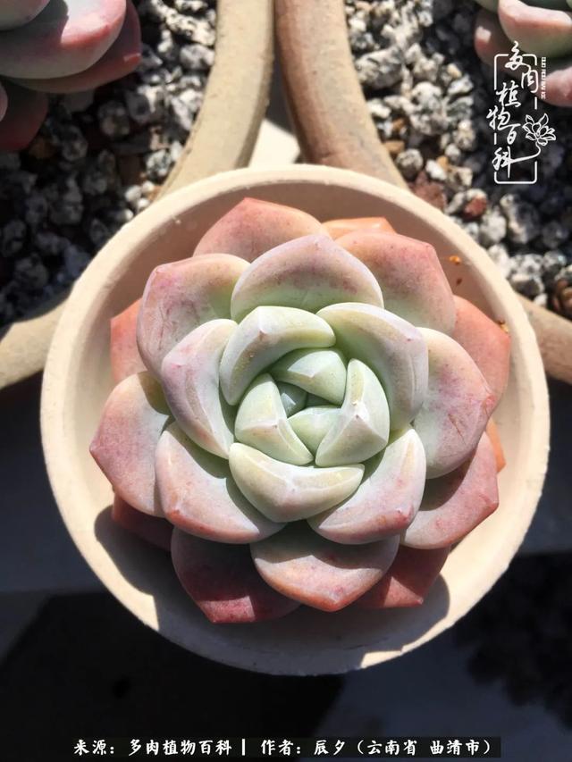 多肉美文美句唯美简短