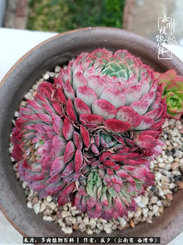 多肉美文美句唯美简短