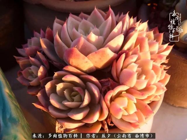 多肉美文美句唯美简短 多肉美文美句唯美简短