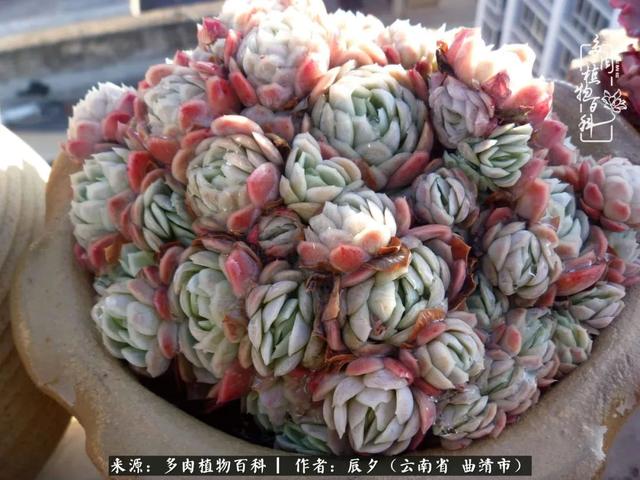 多肉美文美句唯美简短 多肉美文美句唯美简短