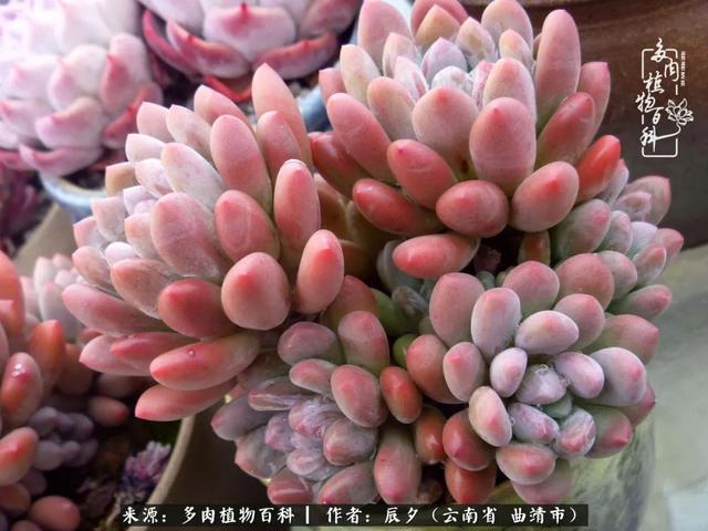 多肉美文美句唯美简短 多肉美文美句唯美简短