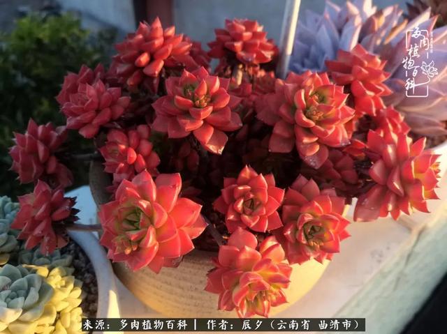 多肉美文美句唯美简短 多肉美文美句唯美简短
