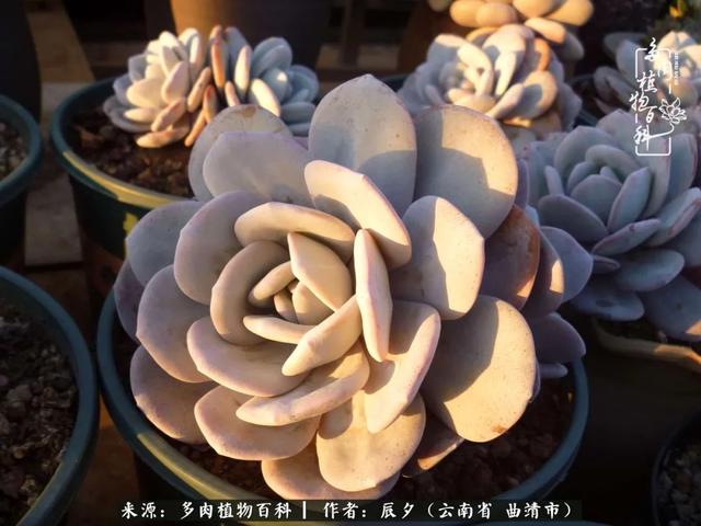 多肉美文美句唯美简短 多肉美文美句唯美简短