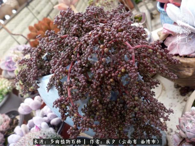 多肉美文美句唯美简短 多肉美文美句唯美简短