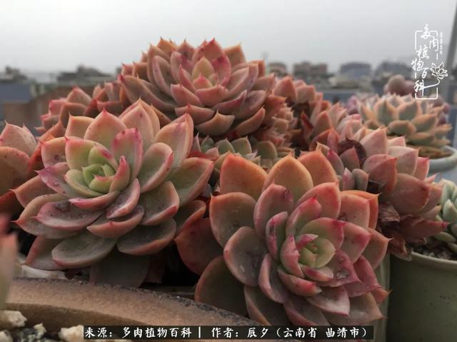 多肉美文美句唯美简短 多肉美文美句唯美简短