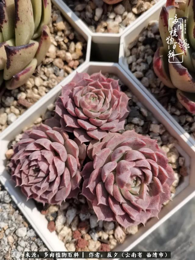 多肉美文美句唯美简短 多肉美文美句唯美简短