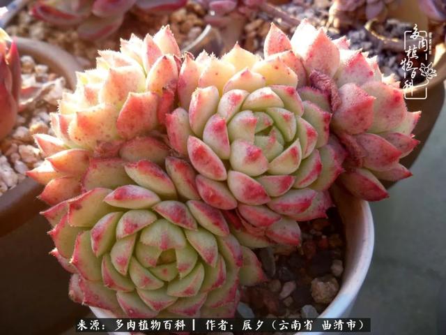多肉美文美句唯美简短 多肉美文美句唯美简短