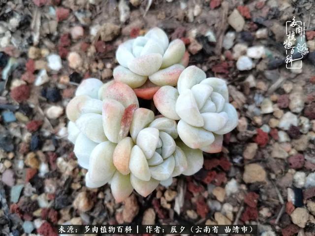 多肉美文美句唯美简短 多肉美文美句唯美简短