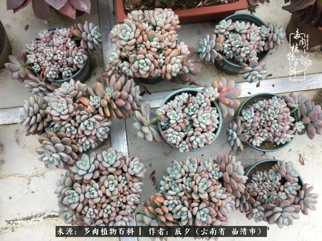 多肉美文美句唯美简短 多肉美文美句唯美简短
