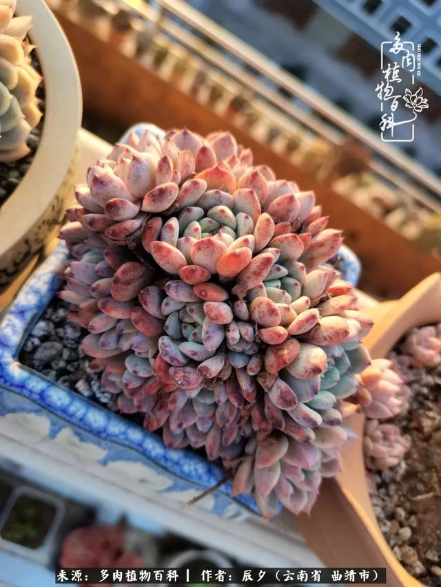 多肉美文美句唯美简短 多肉美文美句唯美简短