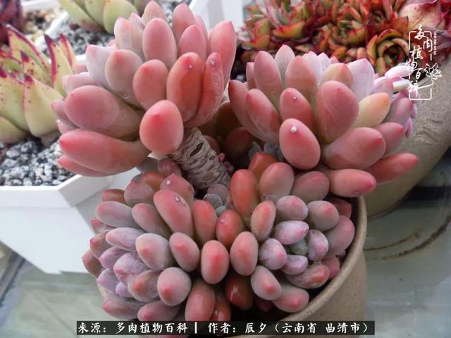 多肉美文美句唯美简短 多肉美文美句唯美简短