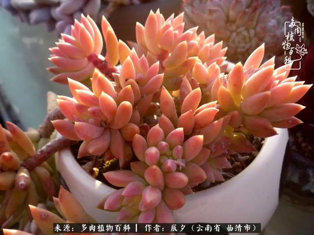 多肉美文美句唯美简短 多肉美文美句唯美简短