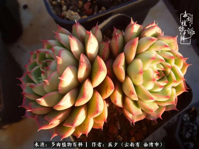 多肉美文美句唯美简短 多肉美文美句唯美简短