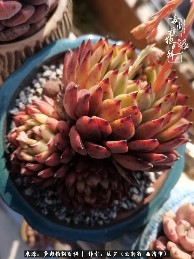 多肉美文美句唯美简短 多肉美文美句唯美简短