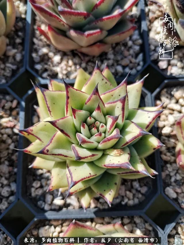 多肉美文美句唯美简短 多肉美文美句唯美简短