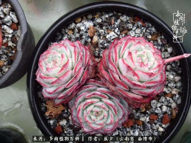 多肉美文美句唯美简短 多肉美文美句唯美简短