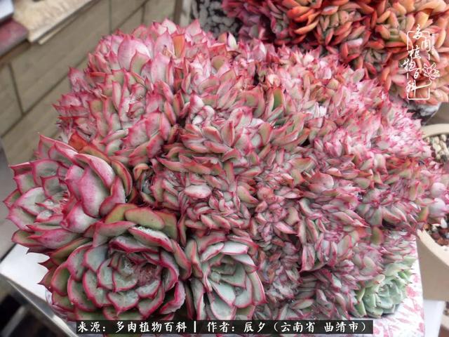 多肉美文美句唯美简短 多肉美文美句唯美简短