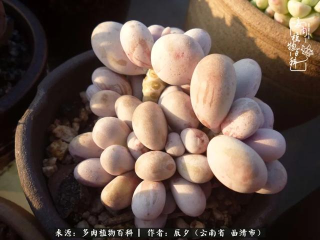 多肉美文美句唯美简短 多肉美文美句唯美简短