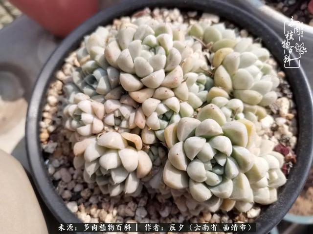 多肉美文美句唯美简短 多肉美文美句唯美简短