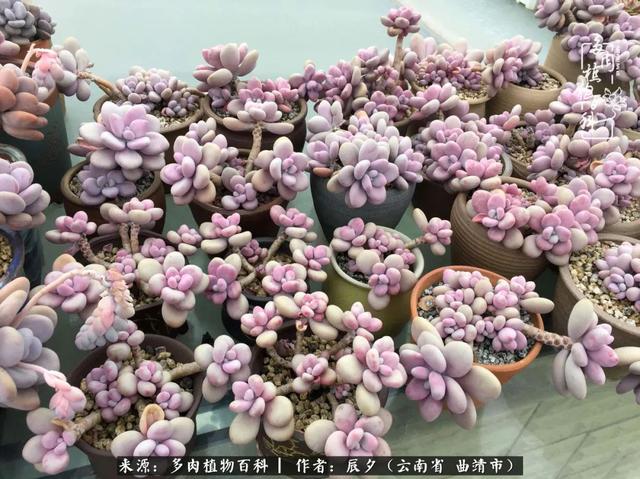 多肉美文美句唯美简短 多肉美文美句唯美简短