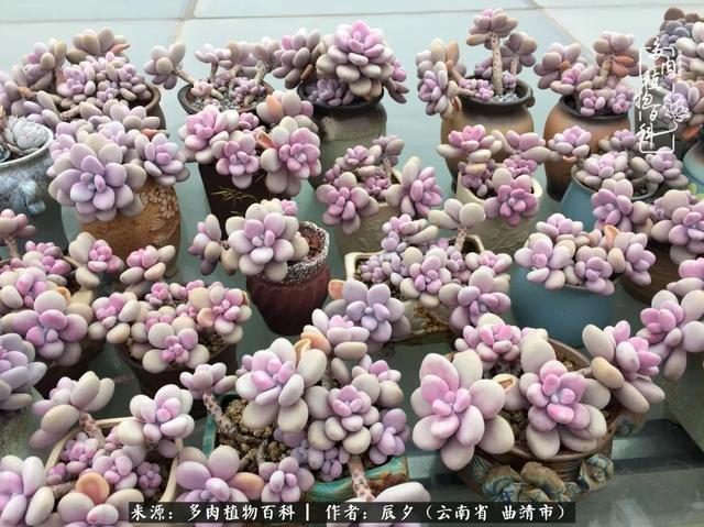 多肉美文美句唯美简短 多肉美文美句唯美简短