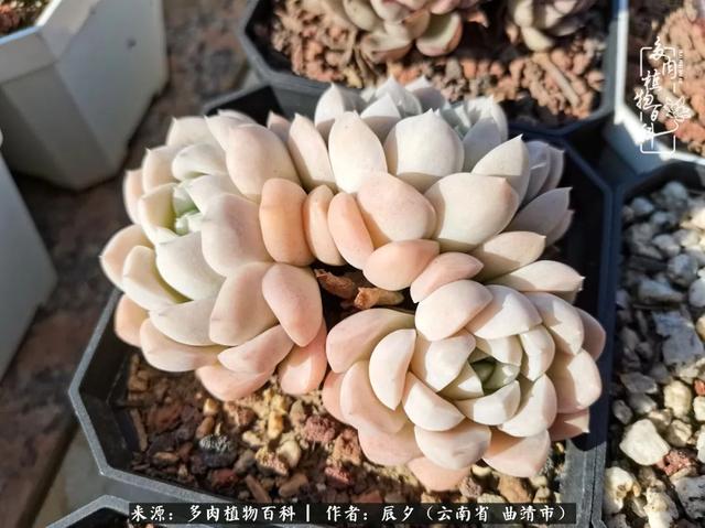 多肉美文美句唯美简短 多肉美文美句唯美简短