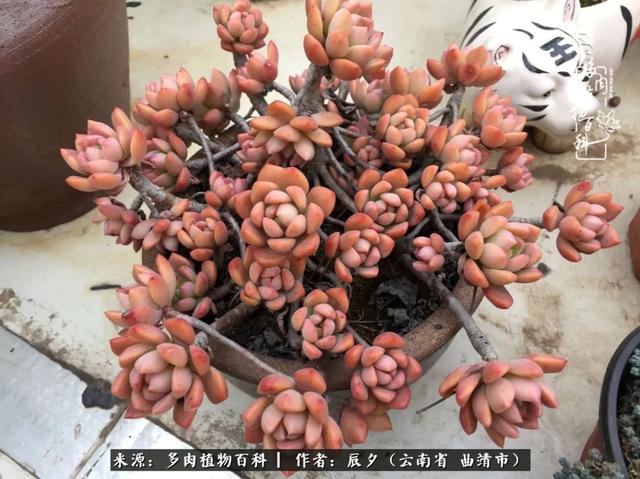 多肉美文美句唯美简短 多肉美文美句唯美简短