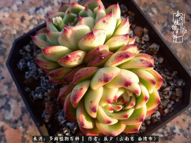 多肉美文美句唯美简短 多肉美文美句唯美简短