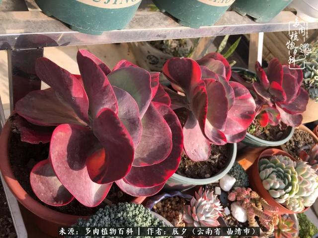 多肉美文美句唯美简短 多肉美文美句唯美简短
