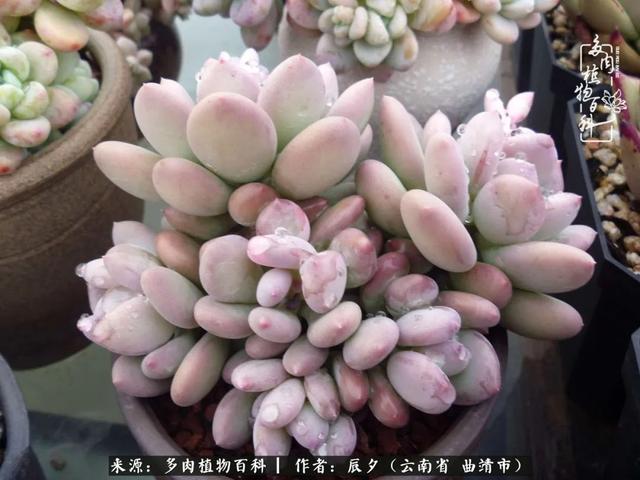 多肉美文美句唯美简短 多肉美文美句唯美简短
