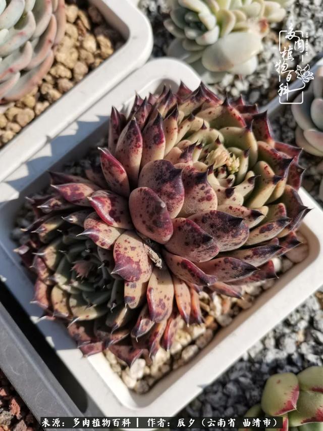 多肉美文美句唯美简短 多肉美文美句唯美简短
