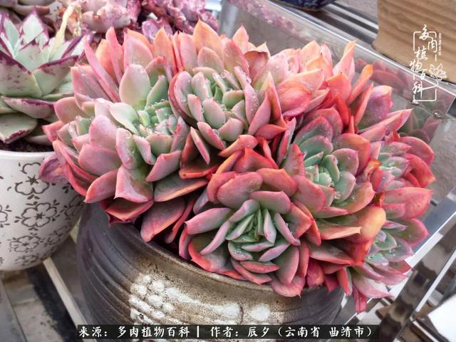 多肉美文美句唯美简短 多肉美文美句唯美简短
