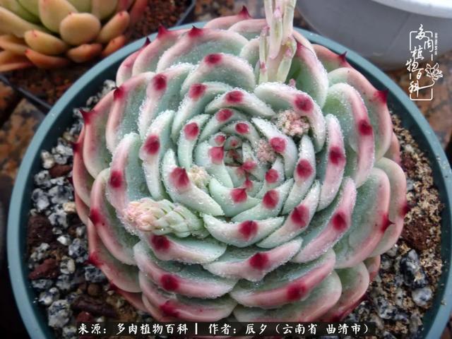 多肉美文美句唯美简短 多肉美文美句唯美简短