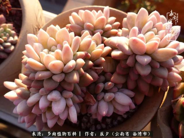 多肉美文美句唯美简短 多肉美文美句唯美简短
