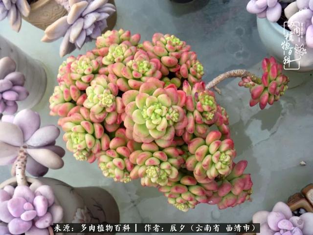 多肉美文美句唯美简短 多肉美文美句唯美简短