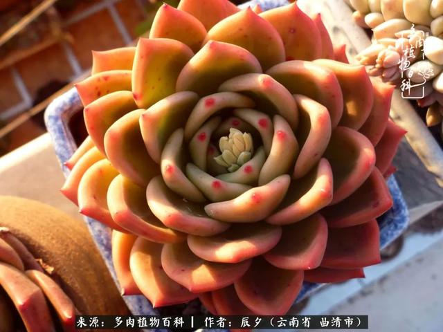 多肉美文美句唯美简短 多肉美文美句唯美简短