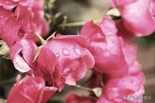 鸡汤的句子简短一句话