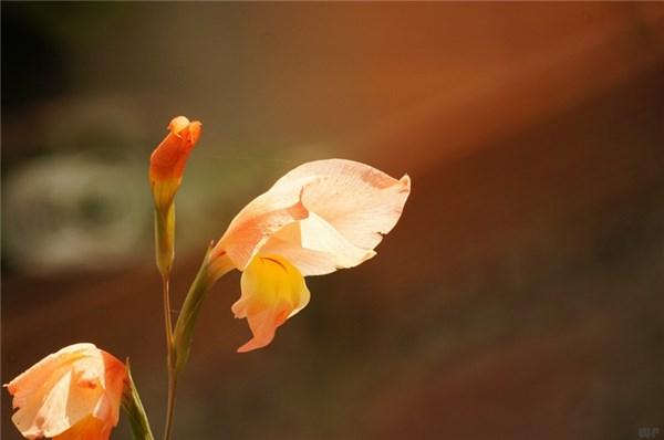 阳光美好心情的句子,精挑细选,句句暖心