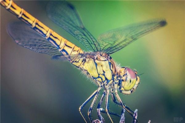 晚安正能量句子