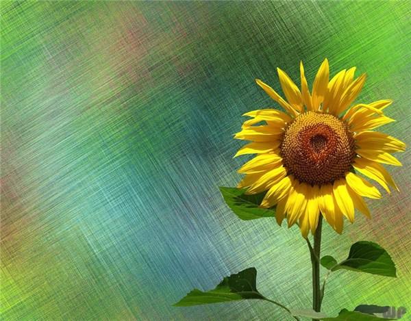 励志自己的句子