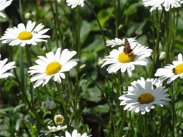 充满阳光的句子 充满阳光的句子