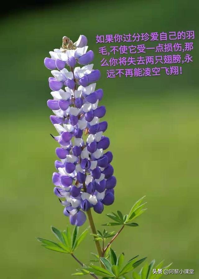 中学生金句 中学生金句