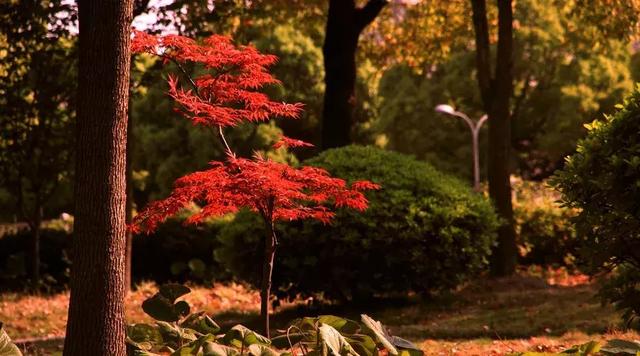 励志句子古风诗句
