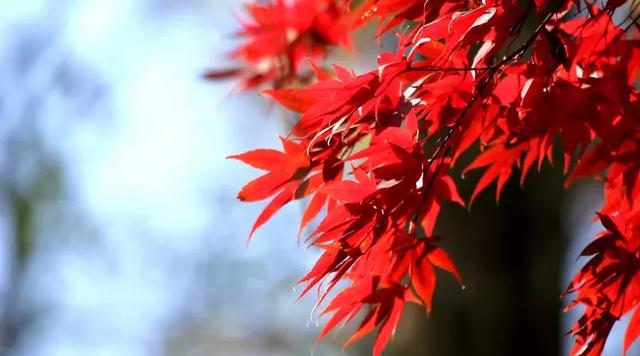 励志句子古风诗句